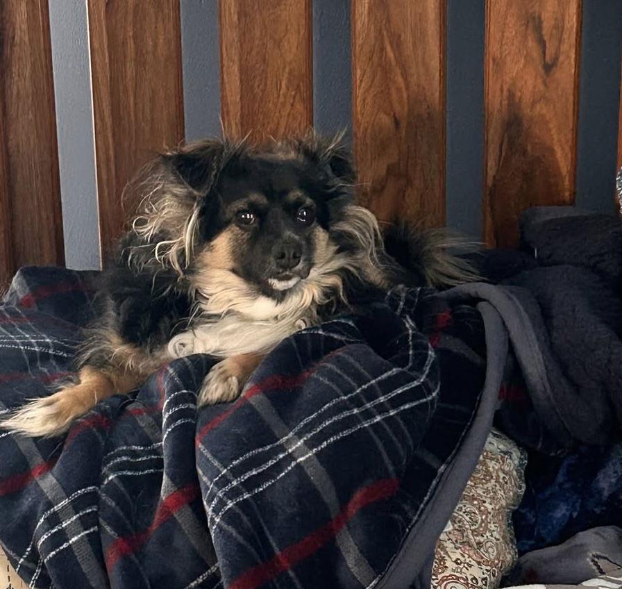 Benji *FTA*, a Adoptable mixed breed in Ashville, OH image 3/3