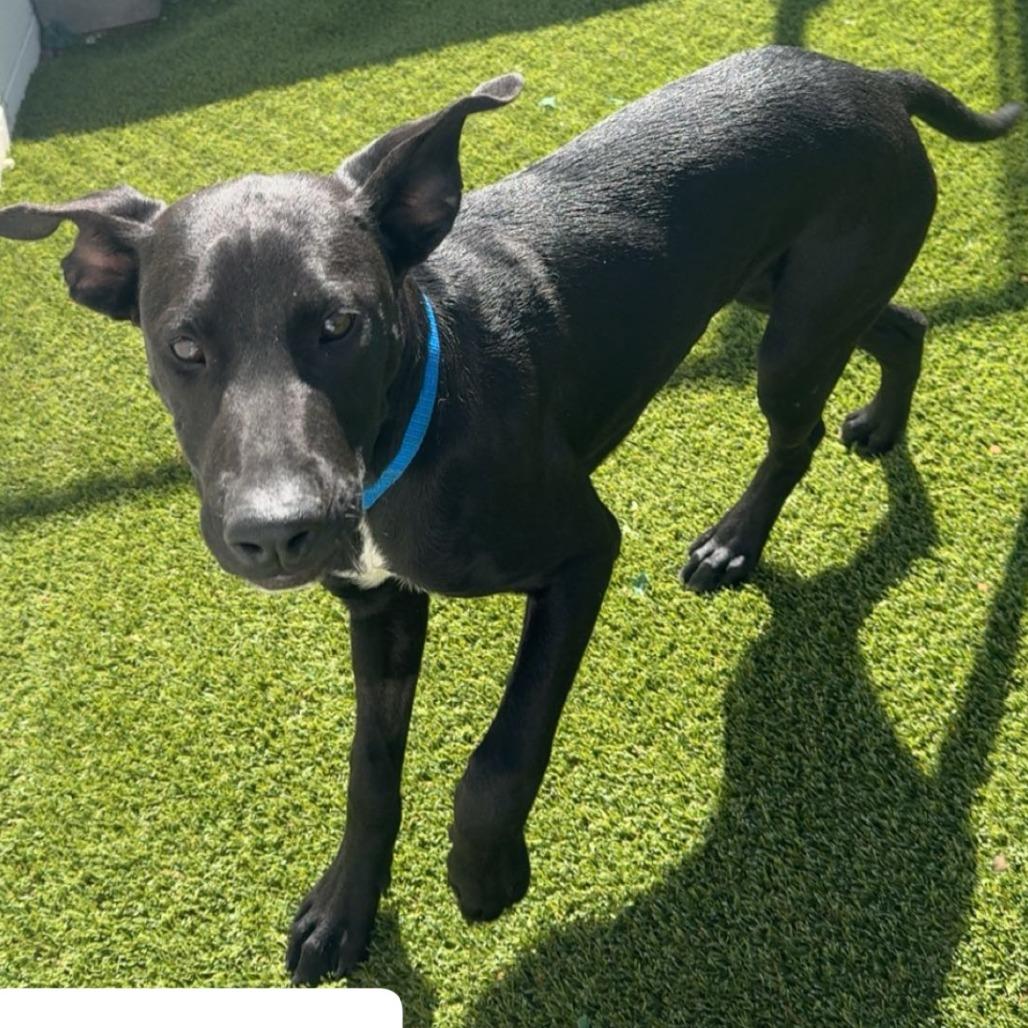 Enlarge DUNCAN 5642, a Adoptable Labrador Retriever in LOXAHATCHEE, FL image 1/1