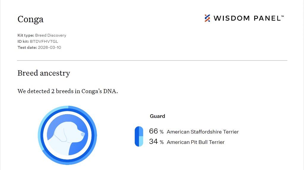 Enlarge Bongo, a Adoptable mixed breed in Reno, NV image 1/6