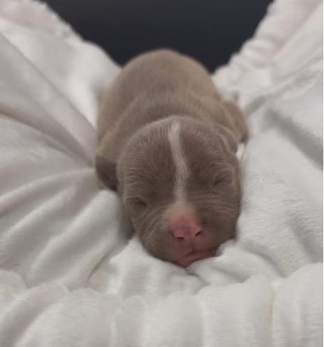 Enlarge Bongo, a Adoptable mixed breed in Reno, NV image 2/6