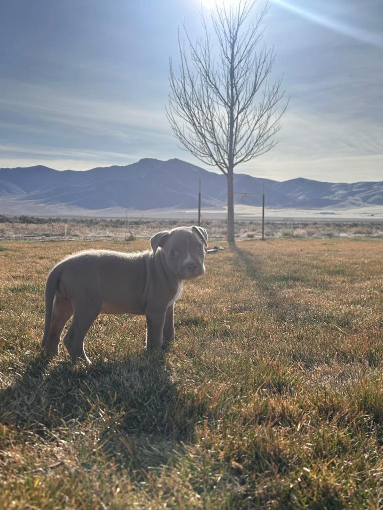 Enlarge Bongo, a Adoptable mixed breed in Reno, NV image 3/6