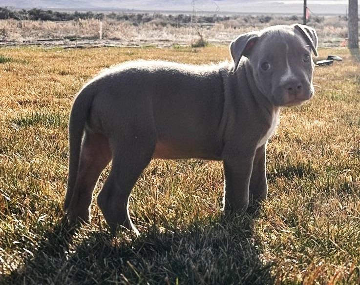 Enlarge Bongo, a Adoptable mixed breed in Reno, NV image 5/6