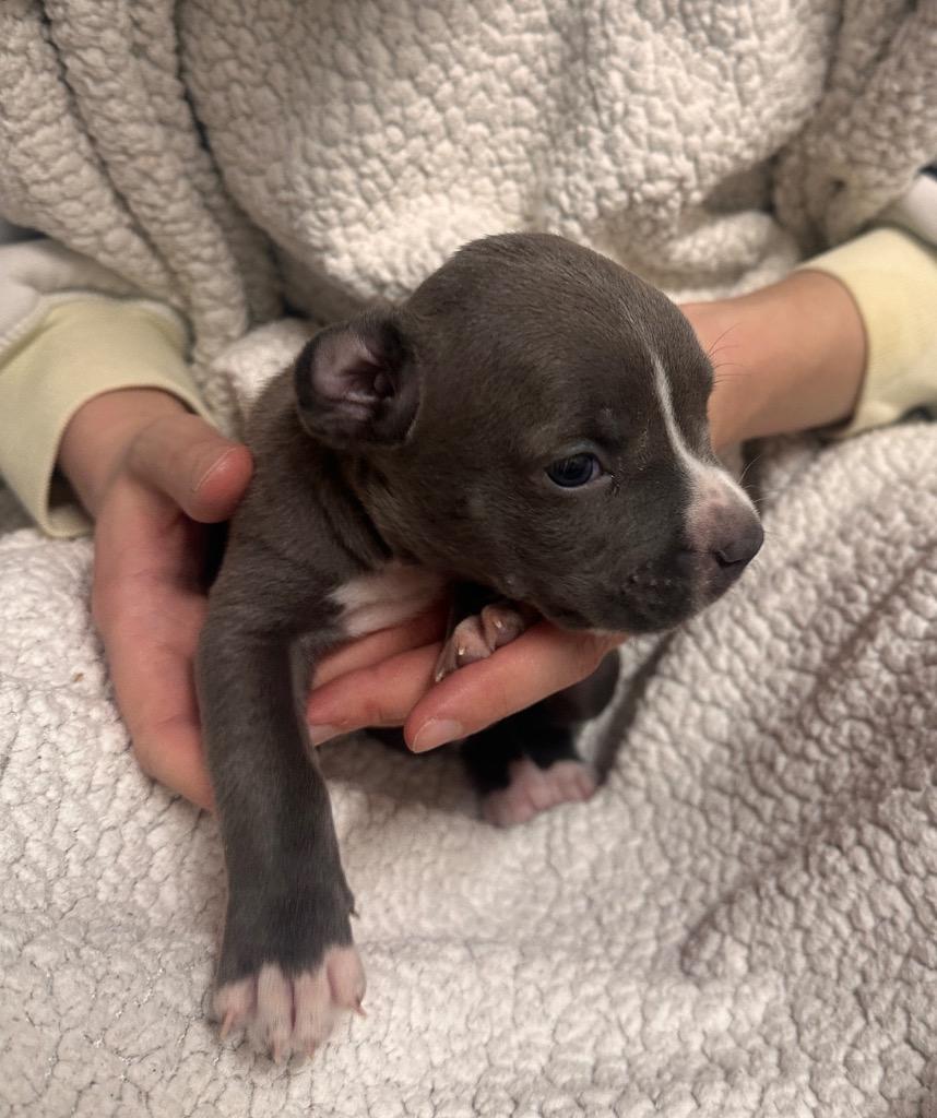 Enlarge Bongo, a Adoptable mixed breed in Reno, NV image 6/6