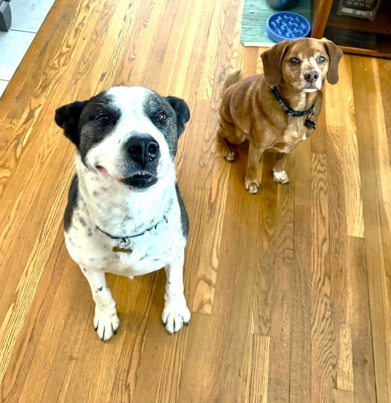 Enlarge TUFF, a ADOPTABLE Mixed Breed in Pegram, TN image 6/6