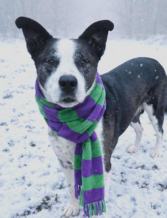 Enlarge TUFF, a ADOPTABLE Mixed Breed in Pegram, TN image 1/6