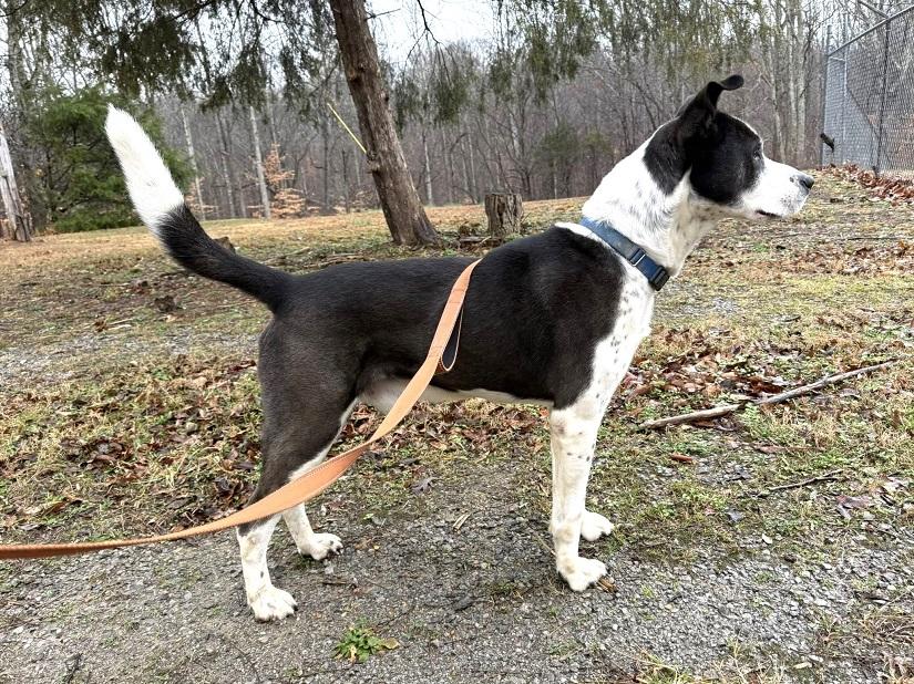 Enlarge TUFF, a ADOPTABLE Mixed Breed in Pegram, TN image 4/6