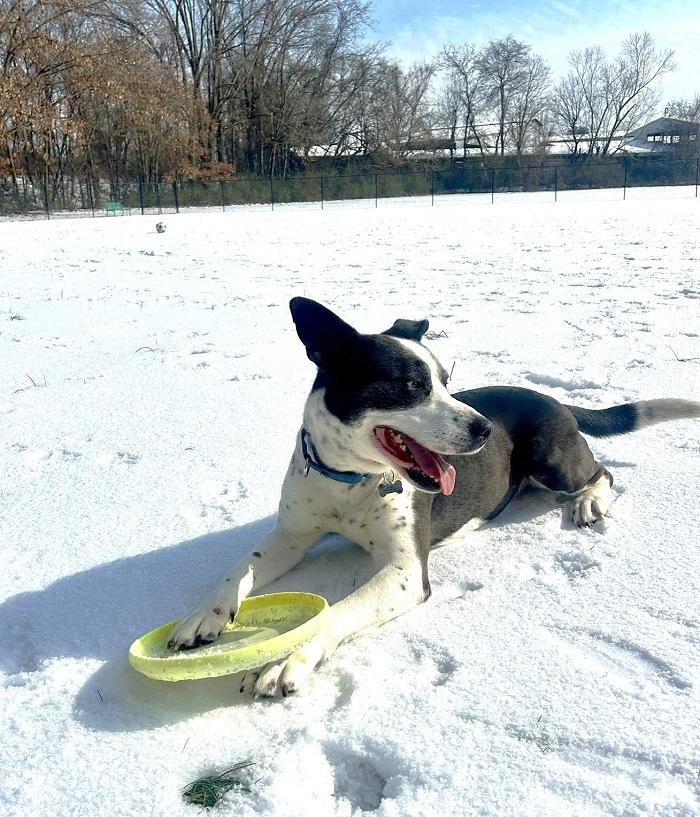 Enlarge TUFF, a ADOPTABLE Mixed Breed in Pegram, TN image 2/6