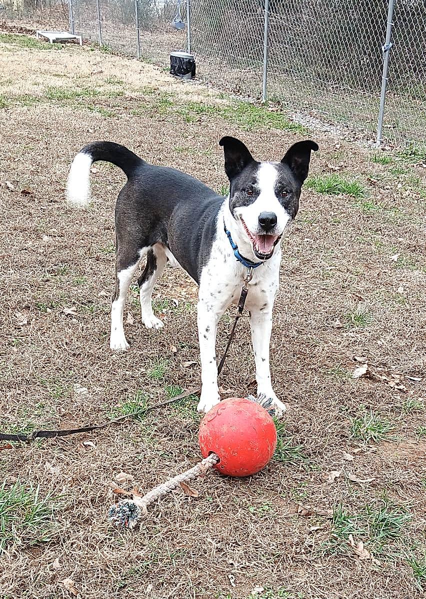 Enlarge TUFF, a ADOPTABLE Mixed Breed in Pegram, TN image 2/6