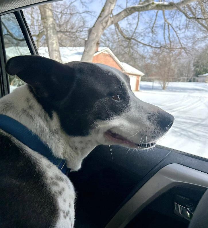 Enlarge TUFF, a ADOPTABLE Mixed Breed in Pegram, TN image 3/6