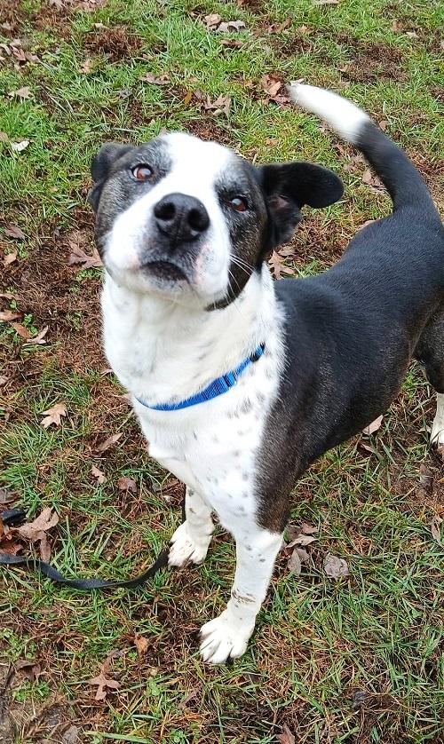 Enlarge TUFF, a ADOPTABLE Mixed Breed in Pegram, TN image 6/6
