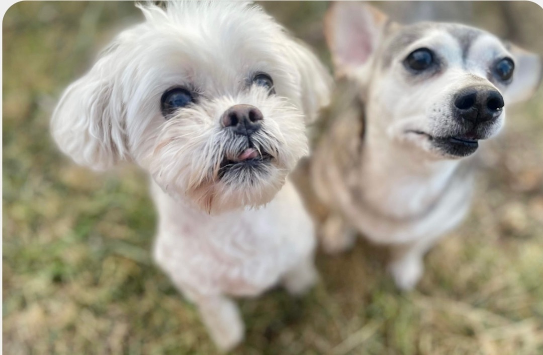 Rocket Man and JoJo  , Adopted, Adult Male Maltese.