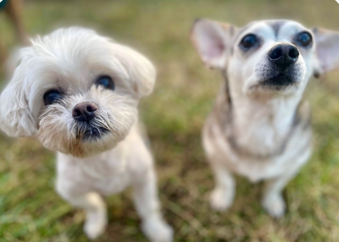 Enlarge Rocket Man and JoJo  , a Adopted Maltese in Clinton, TN image 2/6