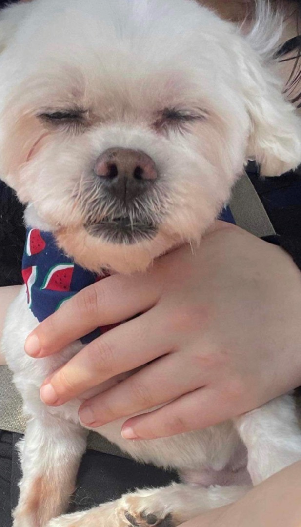 Enlarge Rocket Man and JoJo  , a Adopted Maltese in Clinton, TN image 3/6