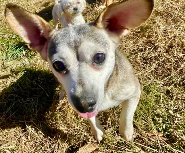 Enlarge Rocket Man and JoJo  , a Adopted Maltese in Clinton, TN image 4/6