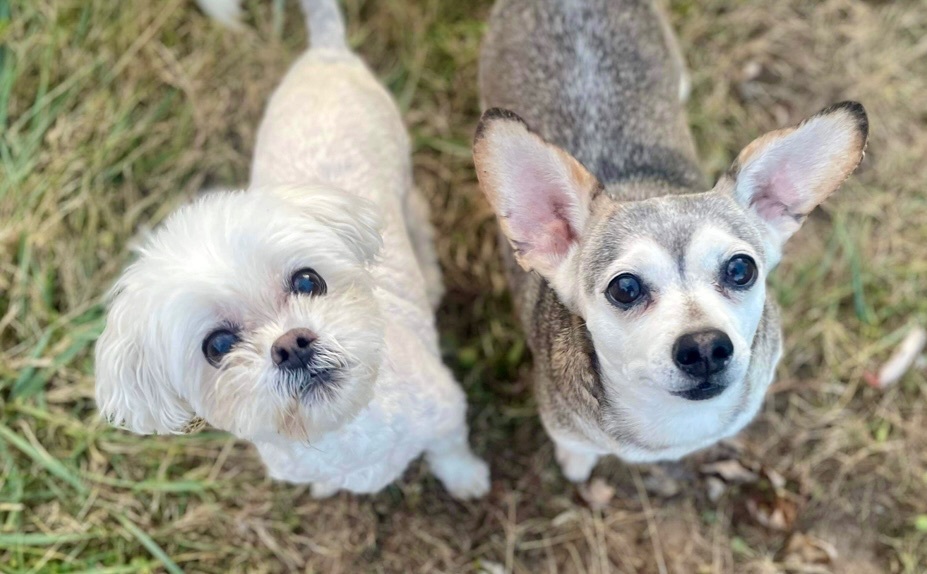Enlarge Rocket Man and JoJo  , a Adopted Maltese in Clinton, TN image 5/6