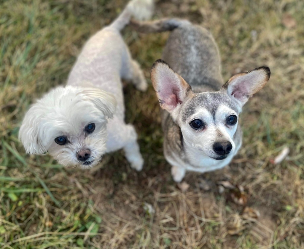 Enlarge Rocket Man and JoJo  , a Adopted Maltese in Clinton, TN image 6/6