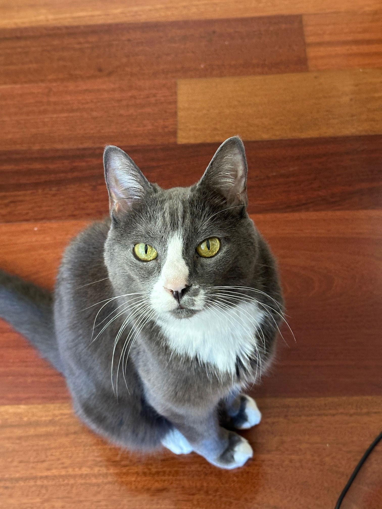 Enlarge Cindy Lou, a Adoptable Domestic Short Hair in Somerville, MA image 1/3