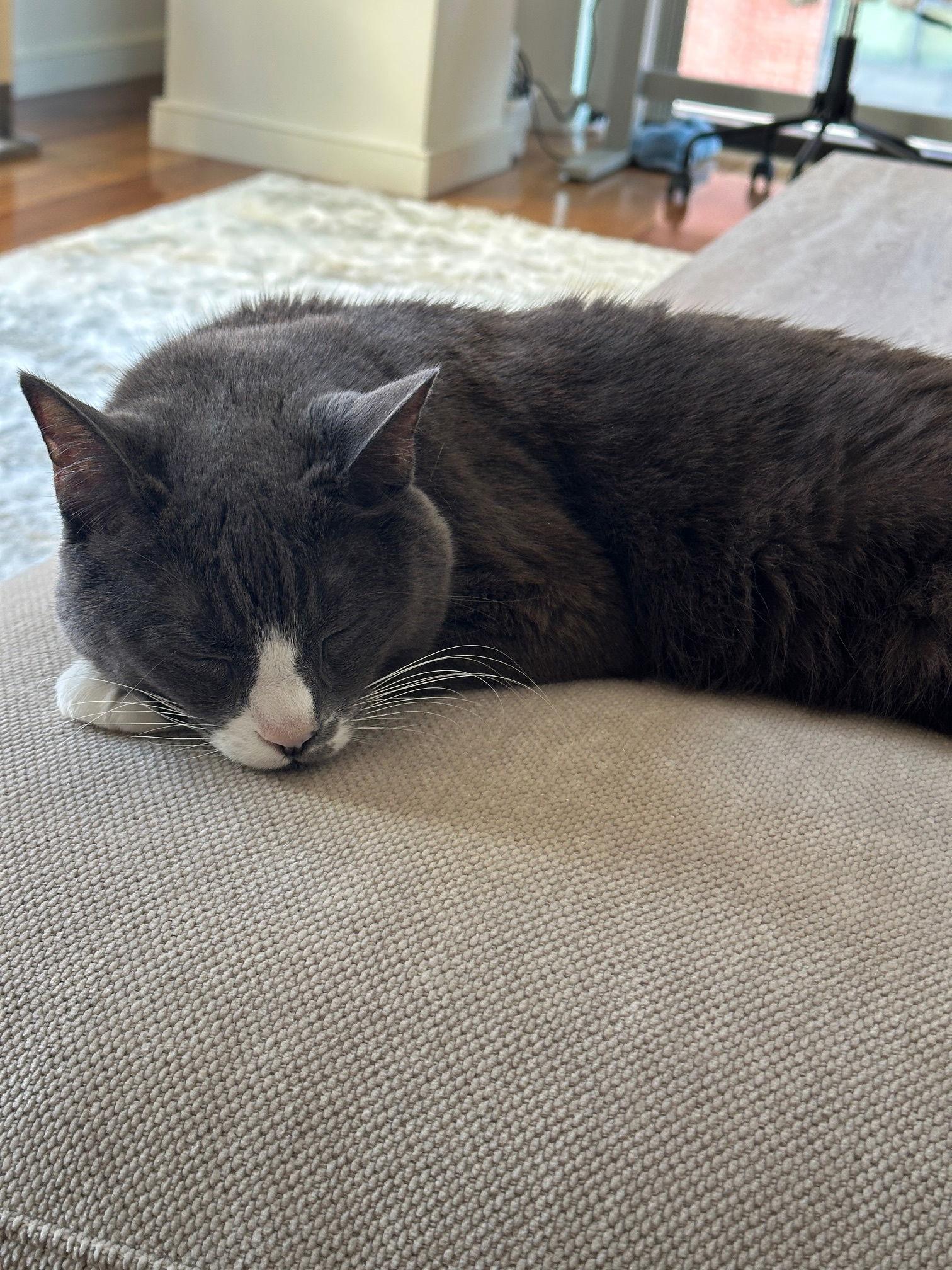 Enlarge Cindy Lou, a Adoptable Domestic Short Hair in Somerville, MA image 3/3