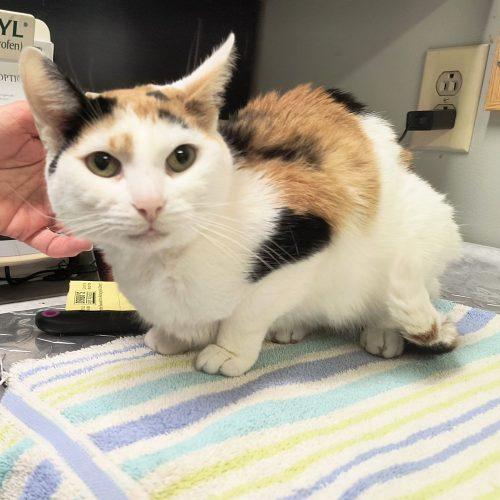 Lola 5717C, Adoptable, Adult Female Domestic Short Hair.