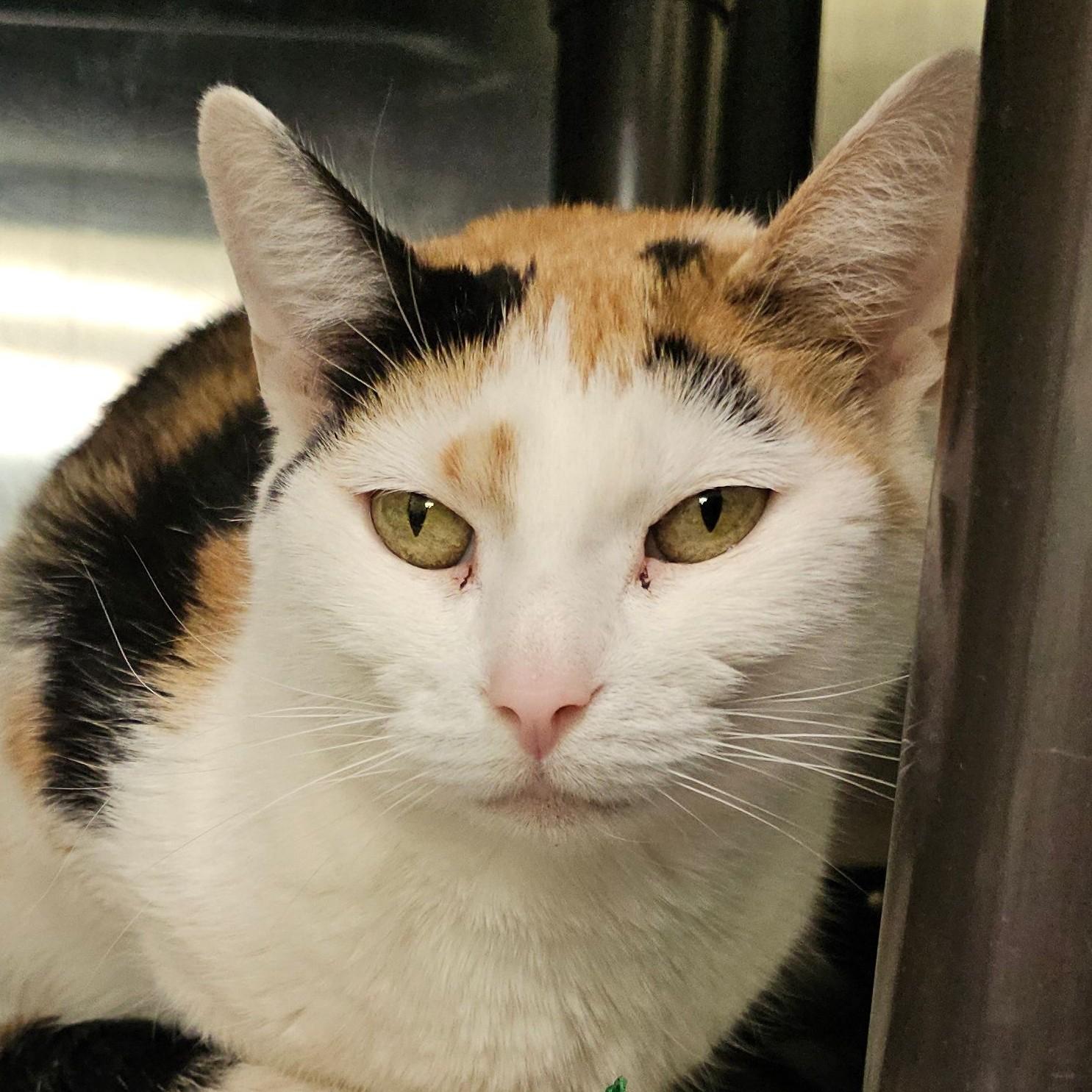 Lola 5717C, a Adoptable Domestic Short Hair in Frankfort, KY image 2/6