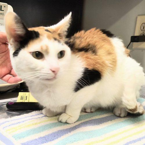 Enlarge Lola 5717C, a Adoptable Domestic Short Hair in Frankfort, KY image 3/5