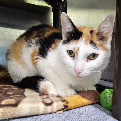 Enlarge Lola 5717C, a Adoptable Domestic Short Hair in Frankfort, KY image 4/5