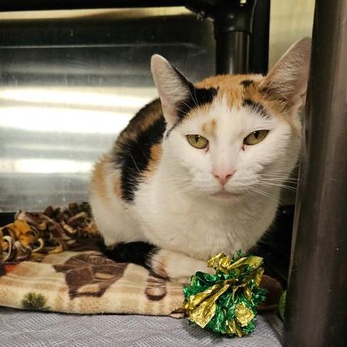 Enlarge Lola 5717C, a Adoptable Domestic Short Hair in Frankfort, KY image 5/5