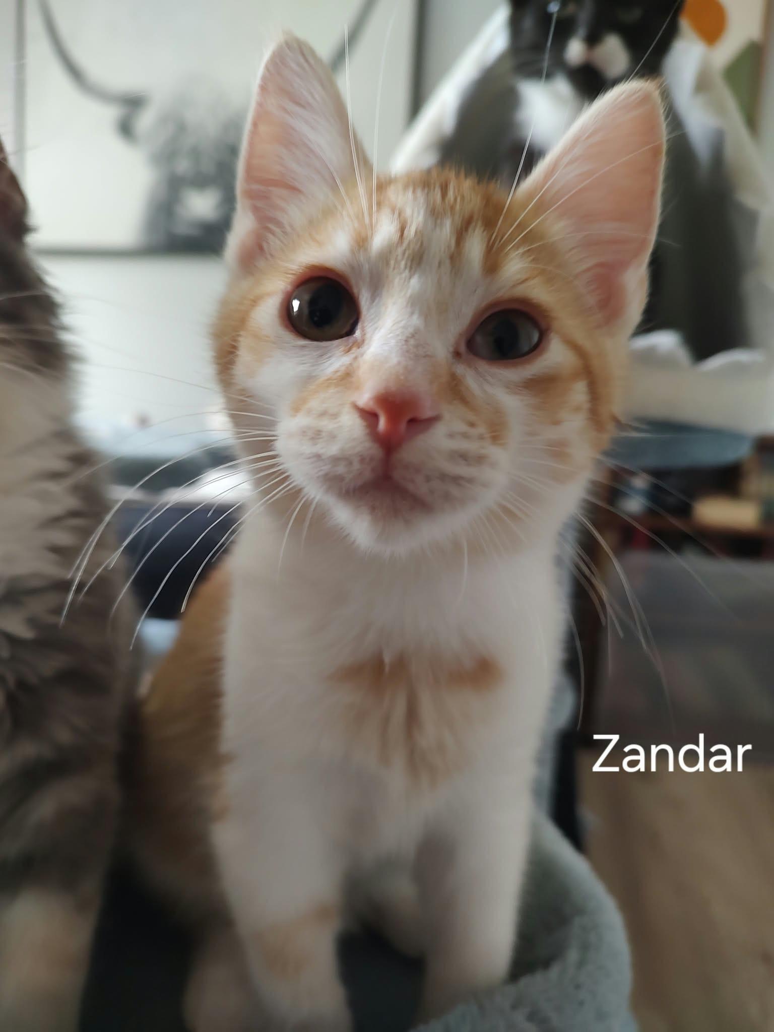 Enlarge Zandar, a Adoptable mixed breed in Ephrata, WA image 1/5