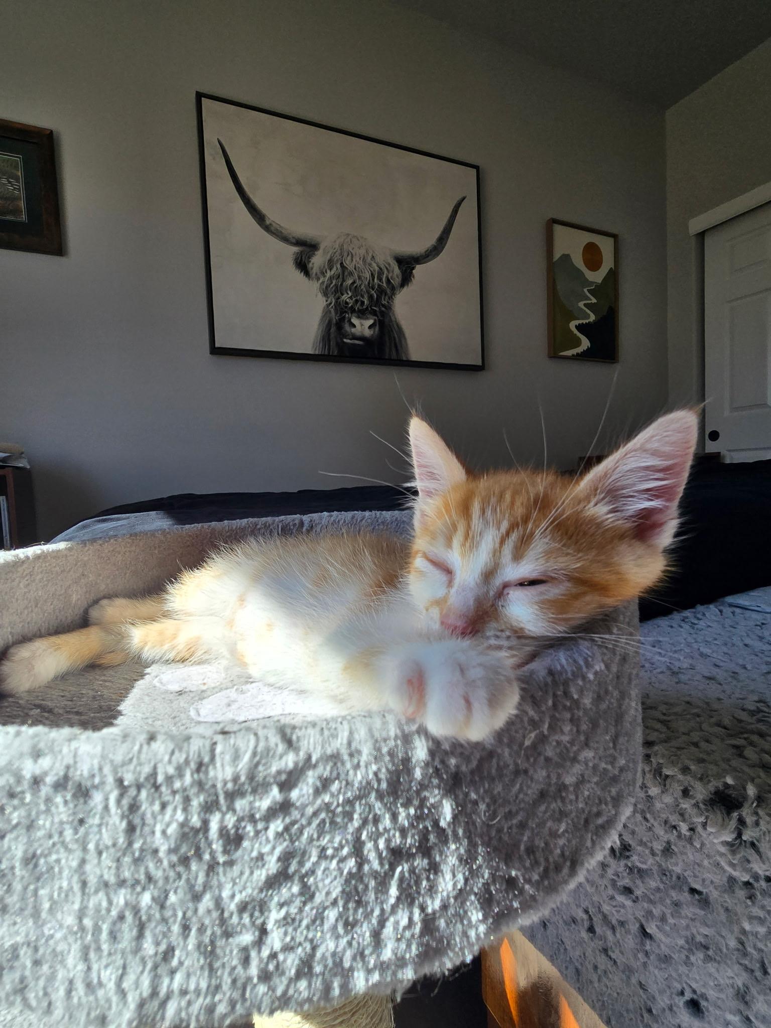 Enlarge Zandar, a Adoptable mixed breed in Ephrata, WA image 3/5