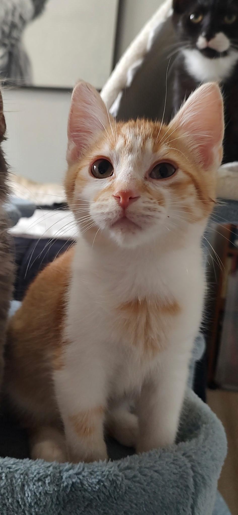 Enlarge Zandar, a Adoptable mixed breed in Ephrata, WA image 5/5