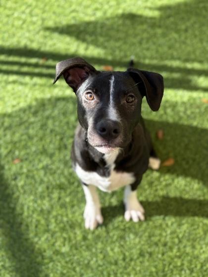 Enlarge Robo, a Adoptable mixed breed in Picayune, MS image 1/3