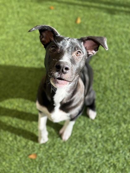 Enlarge Robo, a Adoptable mixed breed in Picayune, MS image 2/3