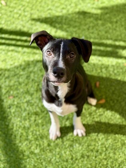 Enlarge Robo, a Adoptable mixed breed in Picayune, MS image 3/3