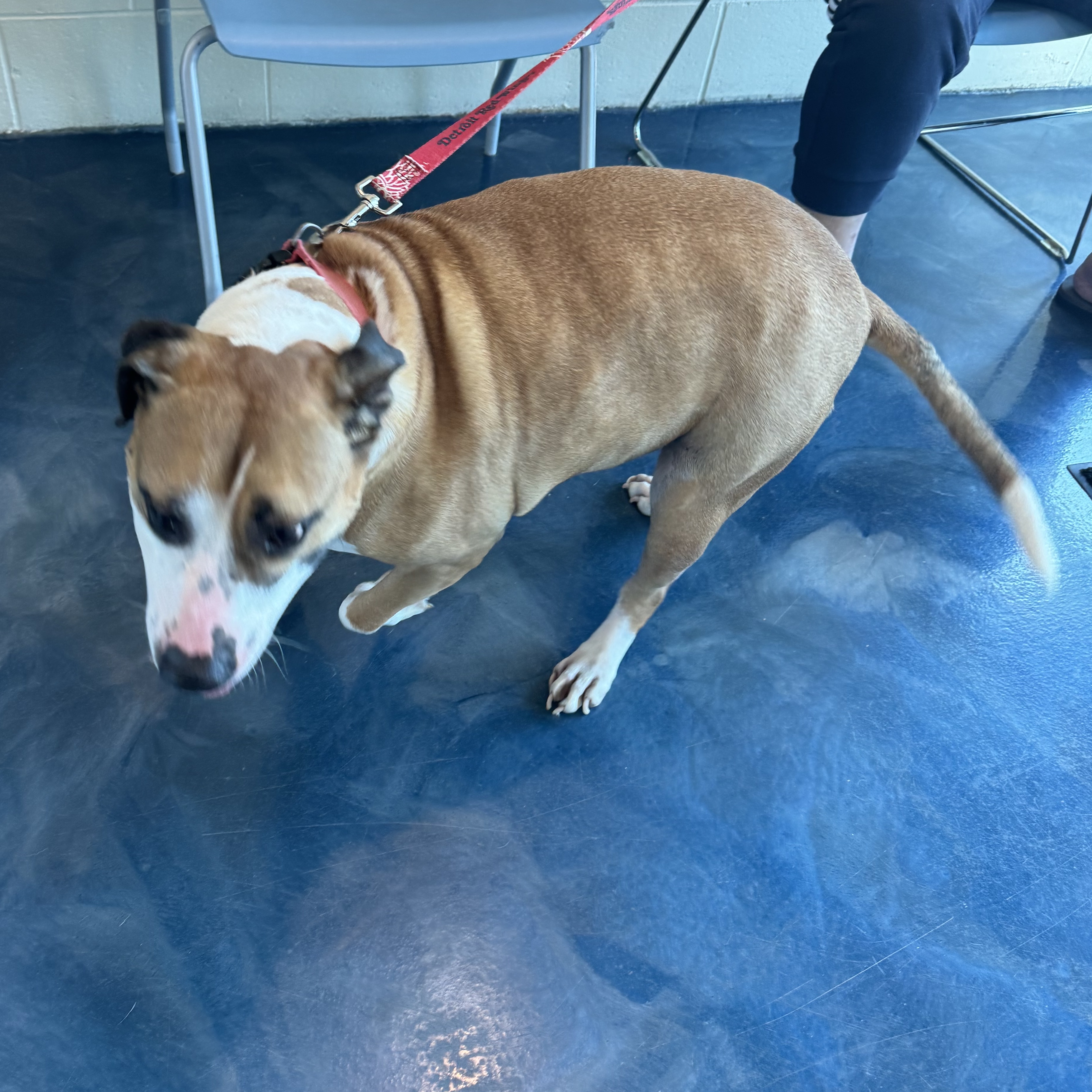 Benji Courtesy***, Adult Male Pit Bull Terrier