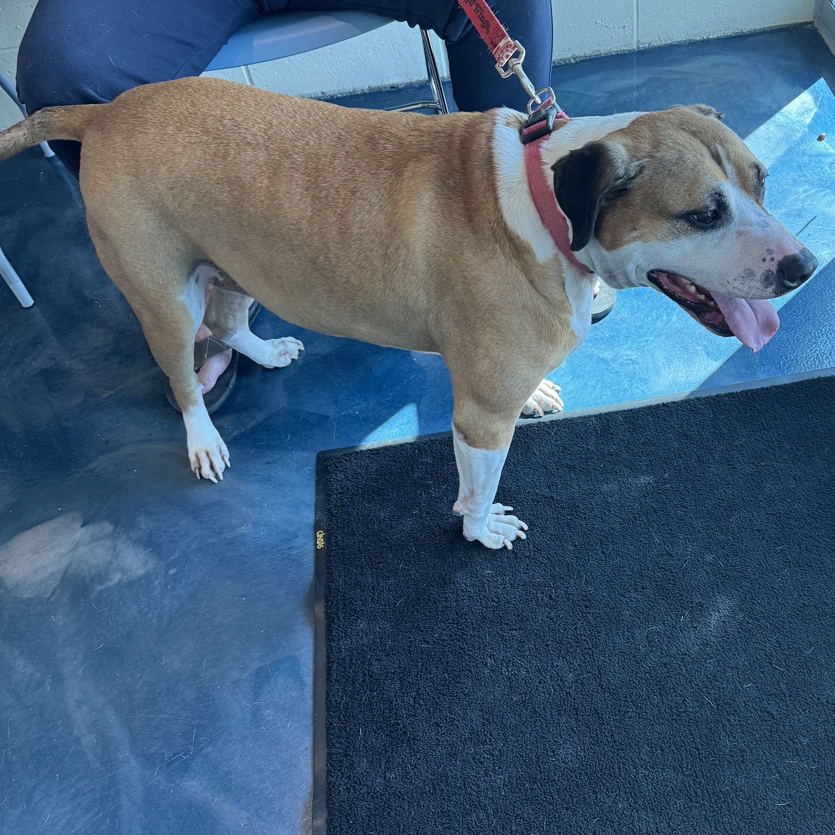 Benji Courtesy***, an adoptable Pit Bull Terrier in Pontiac, MI, 48341 | Photo Image 2