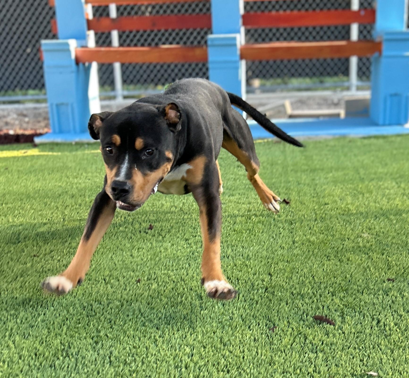 Enlarge 25-0431 "Chico", a Adoptable mixed breed in Leavenworth, KS image 1/6
