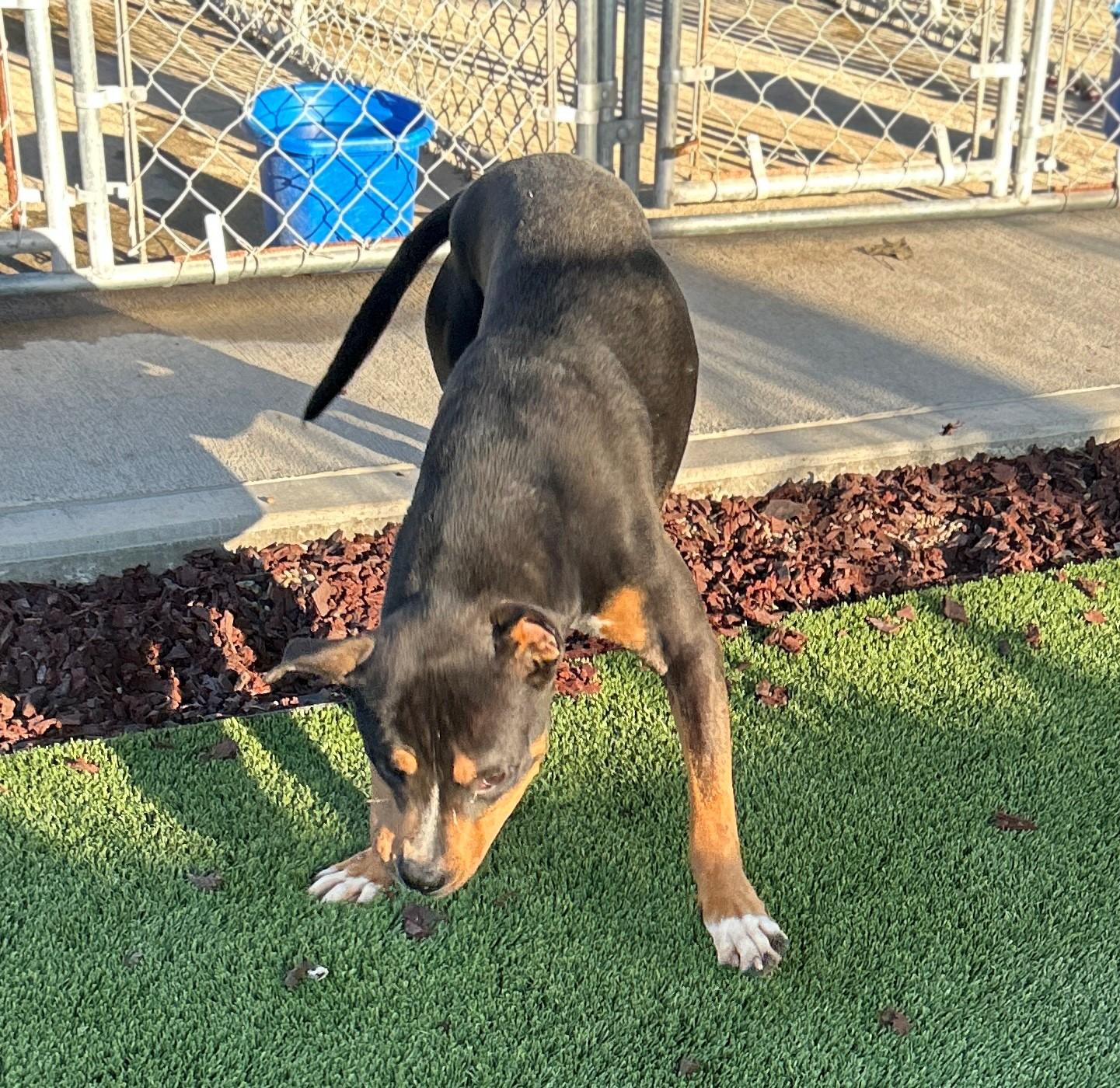 Enlarge 25-0431 "Chico", a Adoptable mixed breed in Leavenworth, KS image 2/6