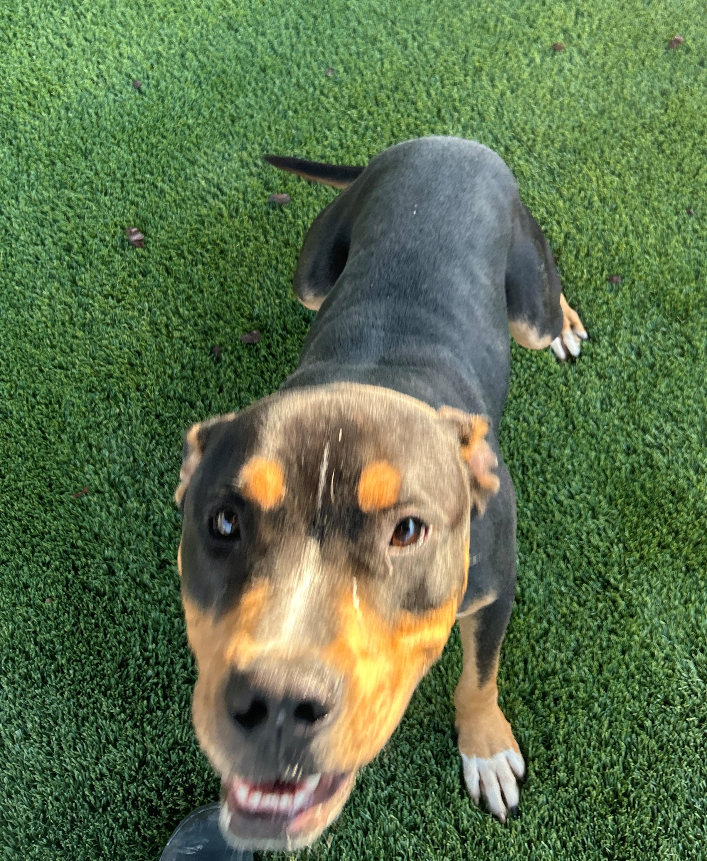 Enlarge 25-0431 "Chico", a Adoptable mixed breed in Leavenworth, KS image 3/6