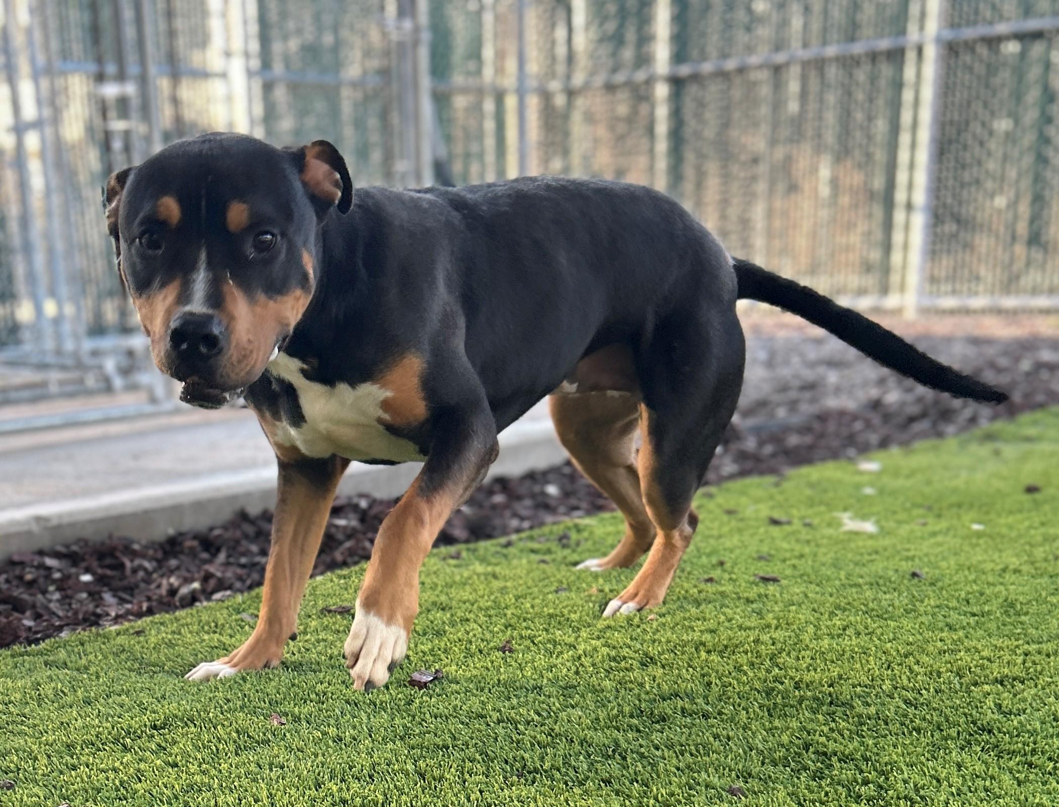 Enlarge 25-0431 "Chico", a Adoptable mixed breed in Leavenworth, KS image 5/6