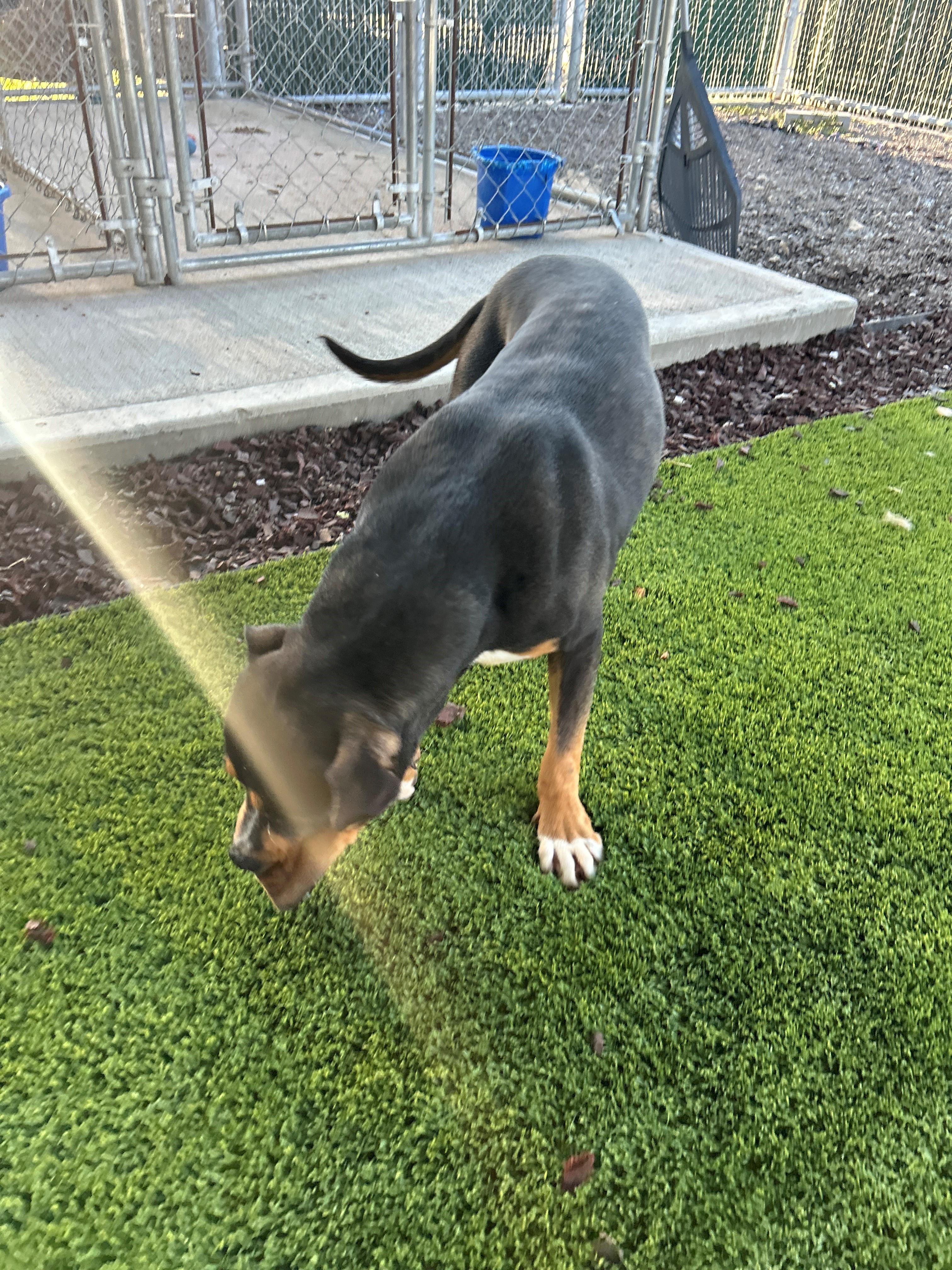 Enlarge 25-0431 "Chico", a Adoptable mixed breed in Leavenworth, KS image 6/6