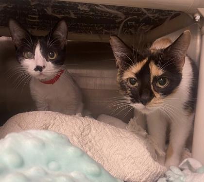 Spot, Adoptable, Adult Female Domestic Short Hair & Domestic Short Hair.