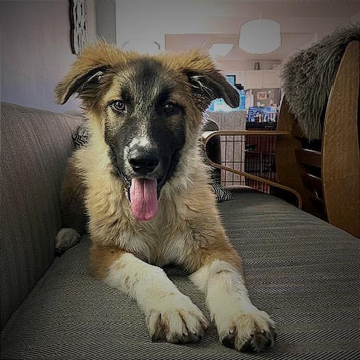 Enlarge Sparrow, a Adoptable Anatolian Shepherd in Brooklyn, NY image 1/2