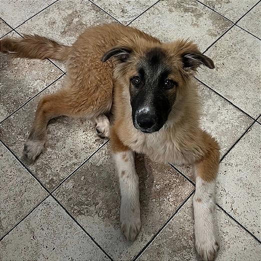Enlarge Sparrow, a Adoptable Anatolian Shepherd in Brooklyn, NY image 2/2