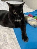 Mystic, ADOPTABLE, Adult Female Domestic Short Hair.