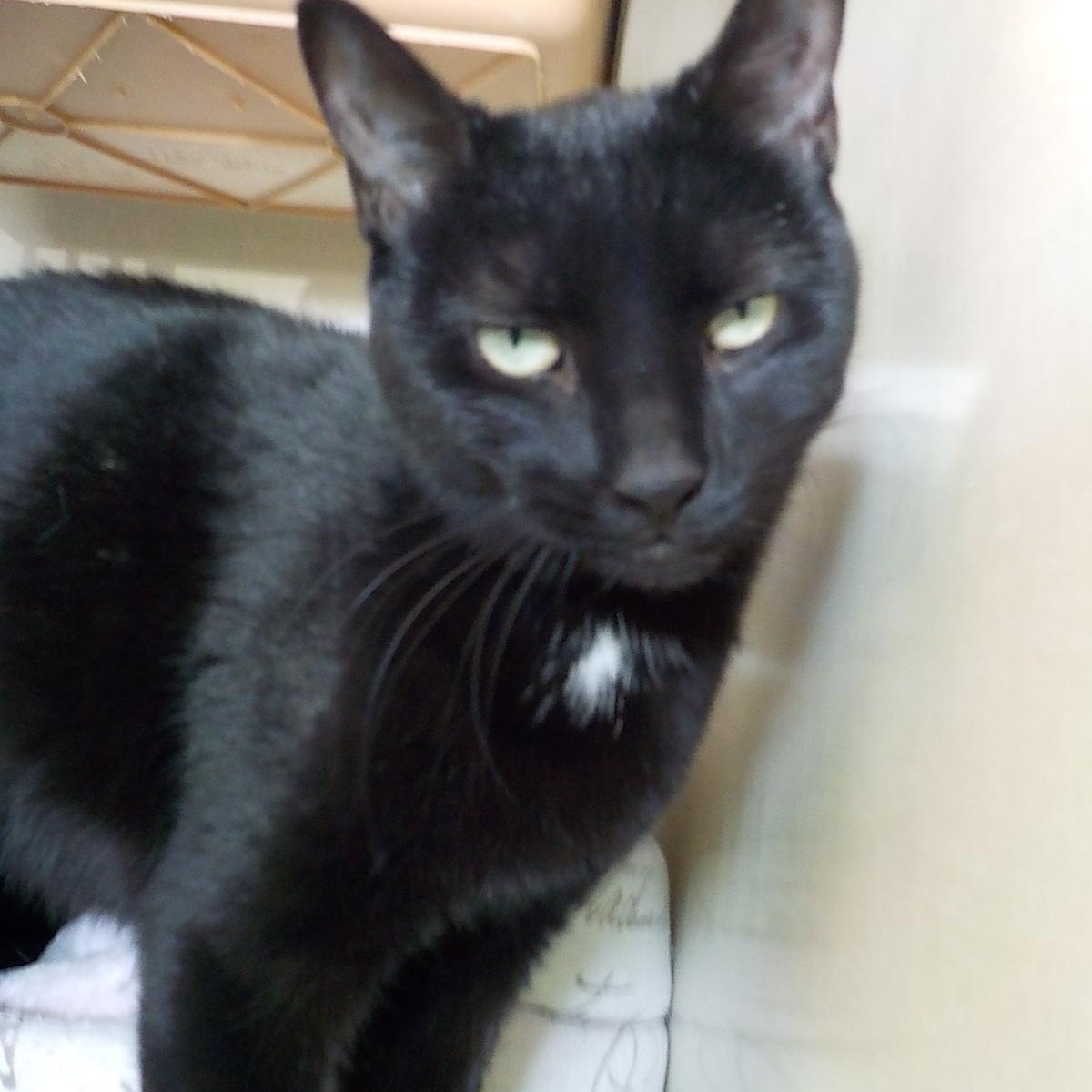 Mystic, ADOPTABLE, Adult Female Domestic Short Hair.
