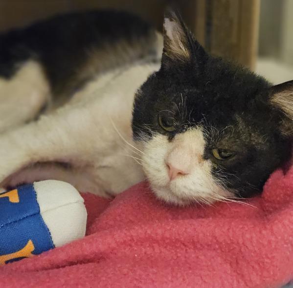 Patch, Adoptable, Adult Male Domestic Short Hair.