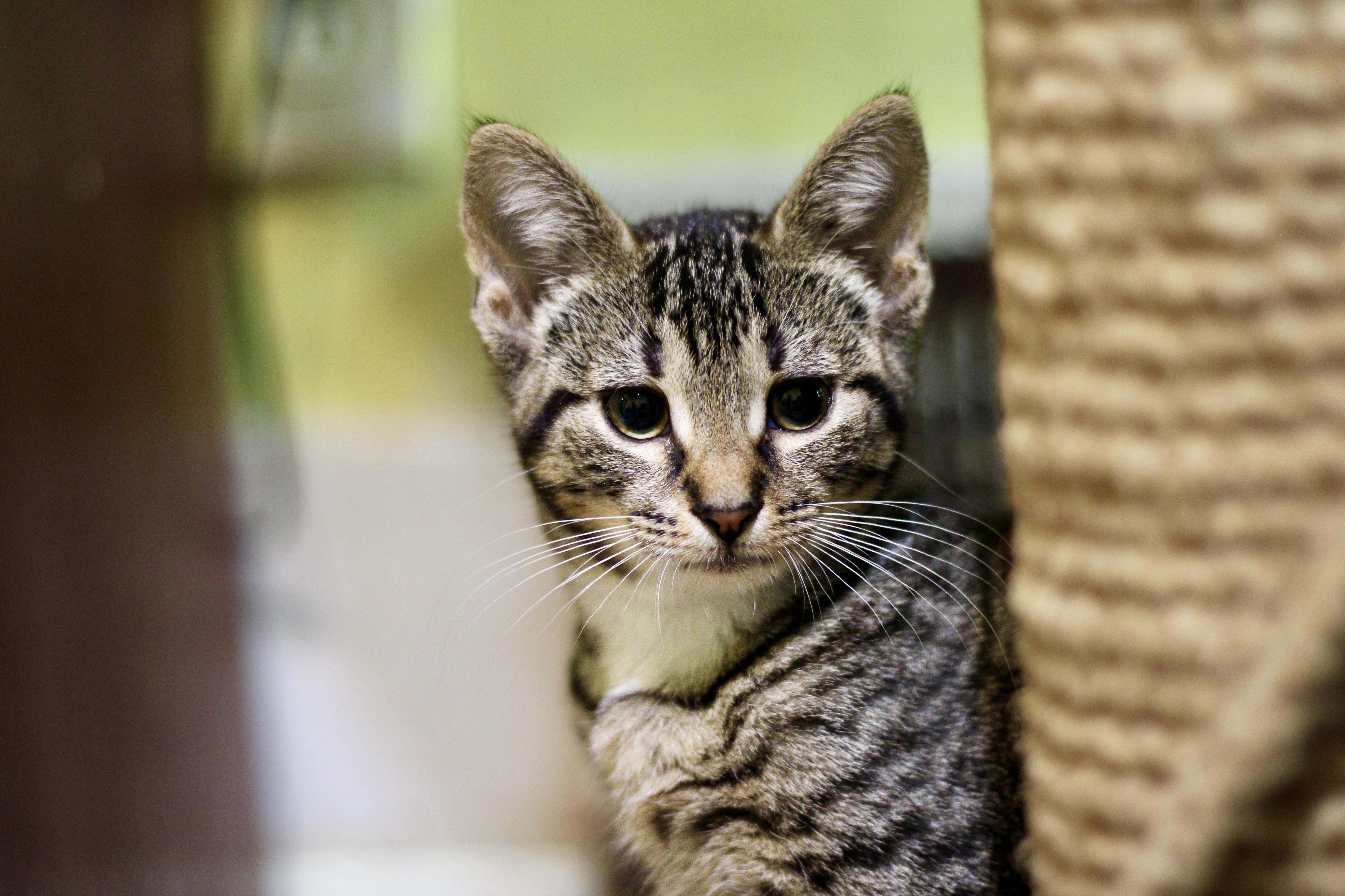 Tierney, Adopted, Kitten Female Domestic Short Hair & Tabby.