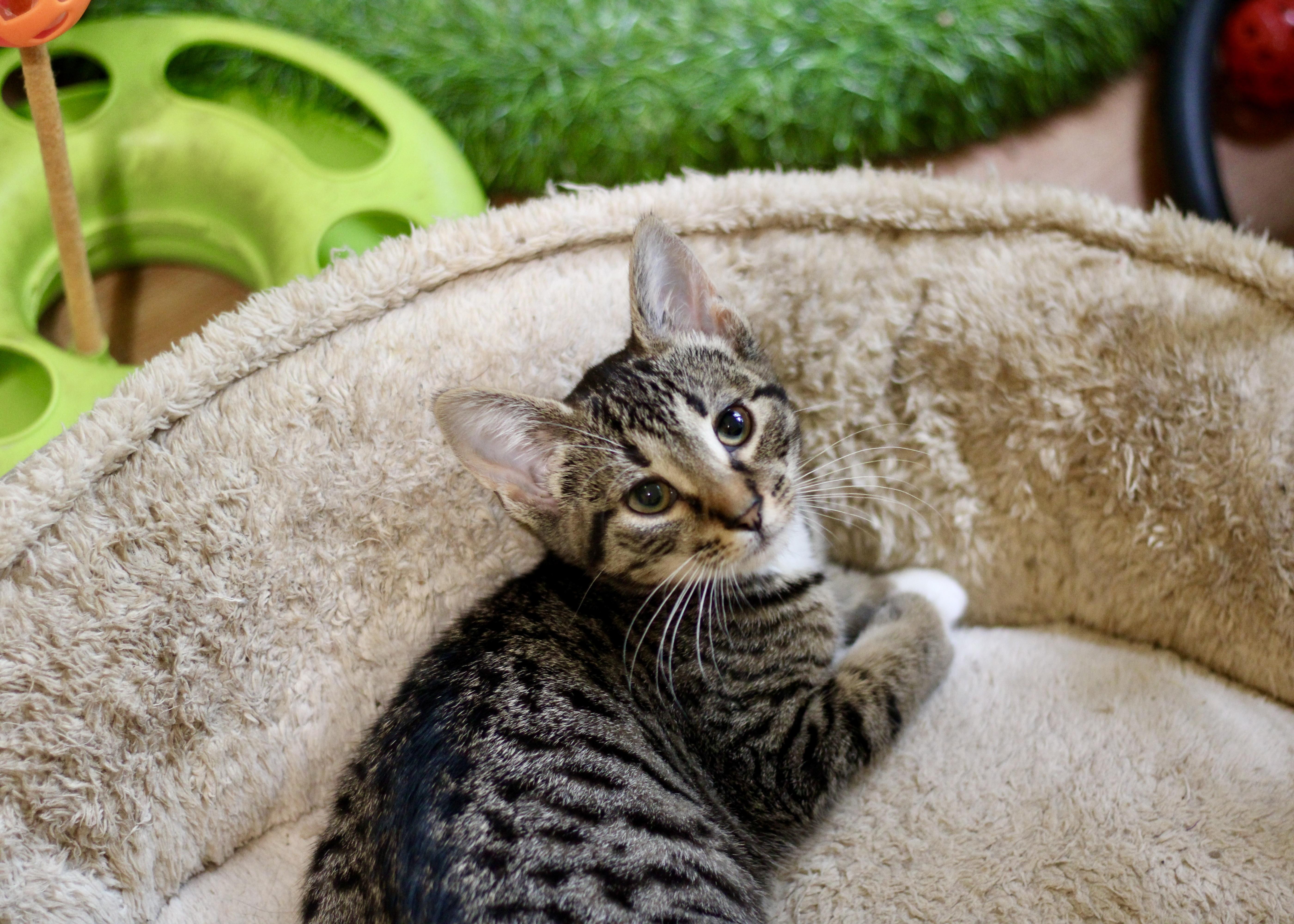 Tierney, a Adopted mixed breed in Liverpool, NY image 4/4