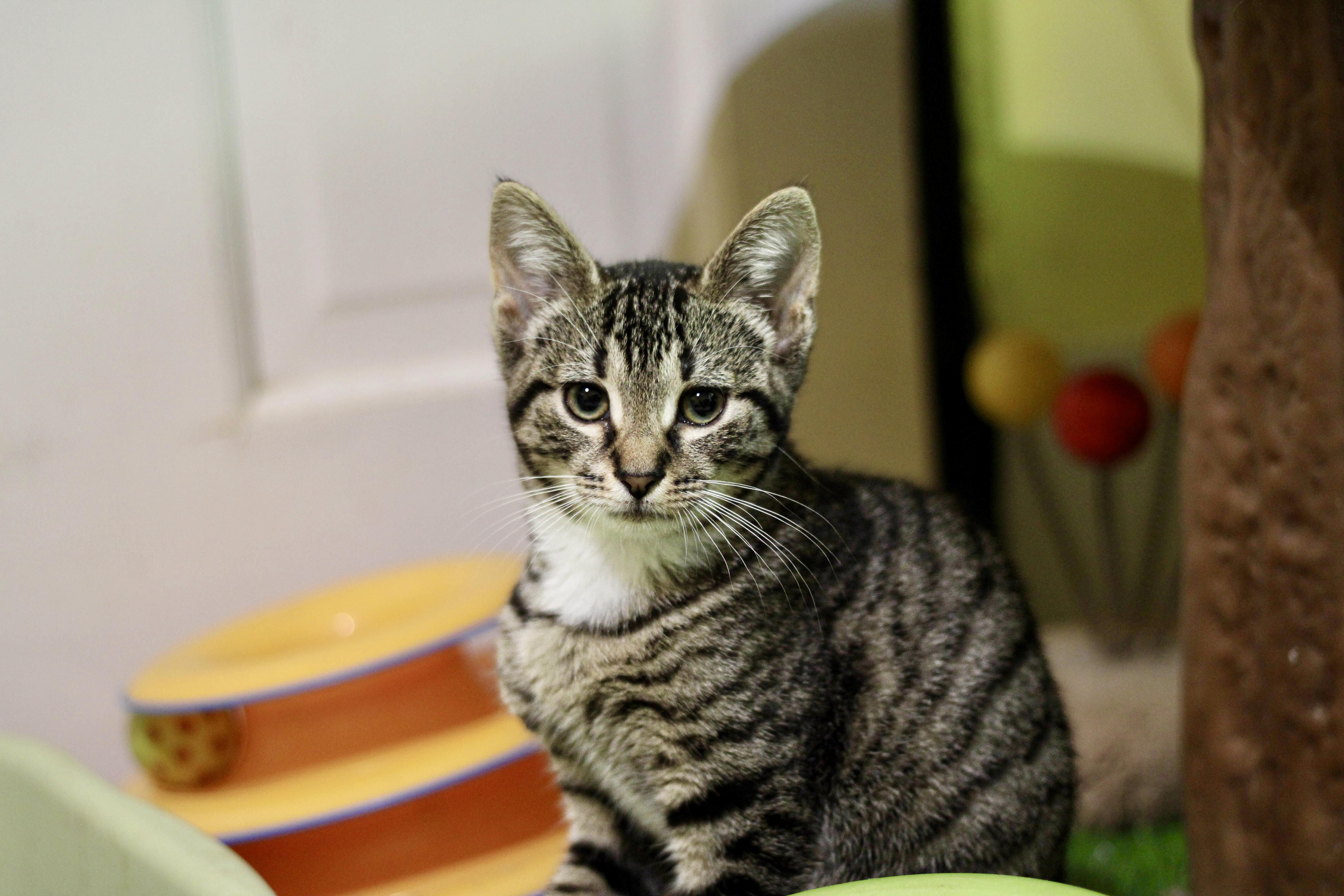 Tierney, a Adopted mixed breed in Liverpool, NY image 2/4