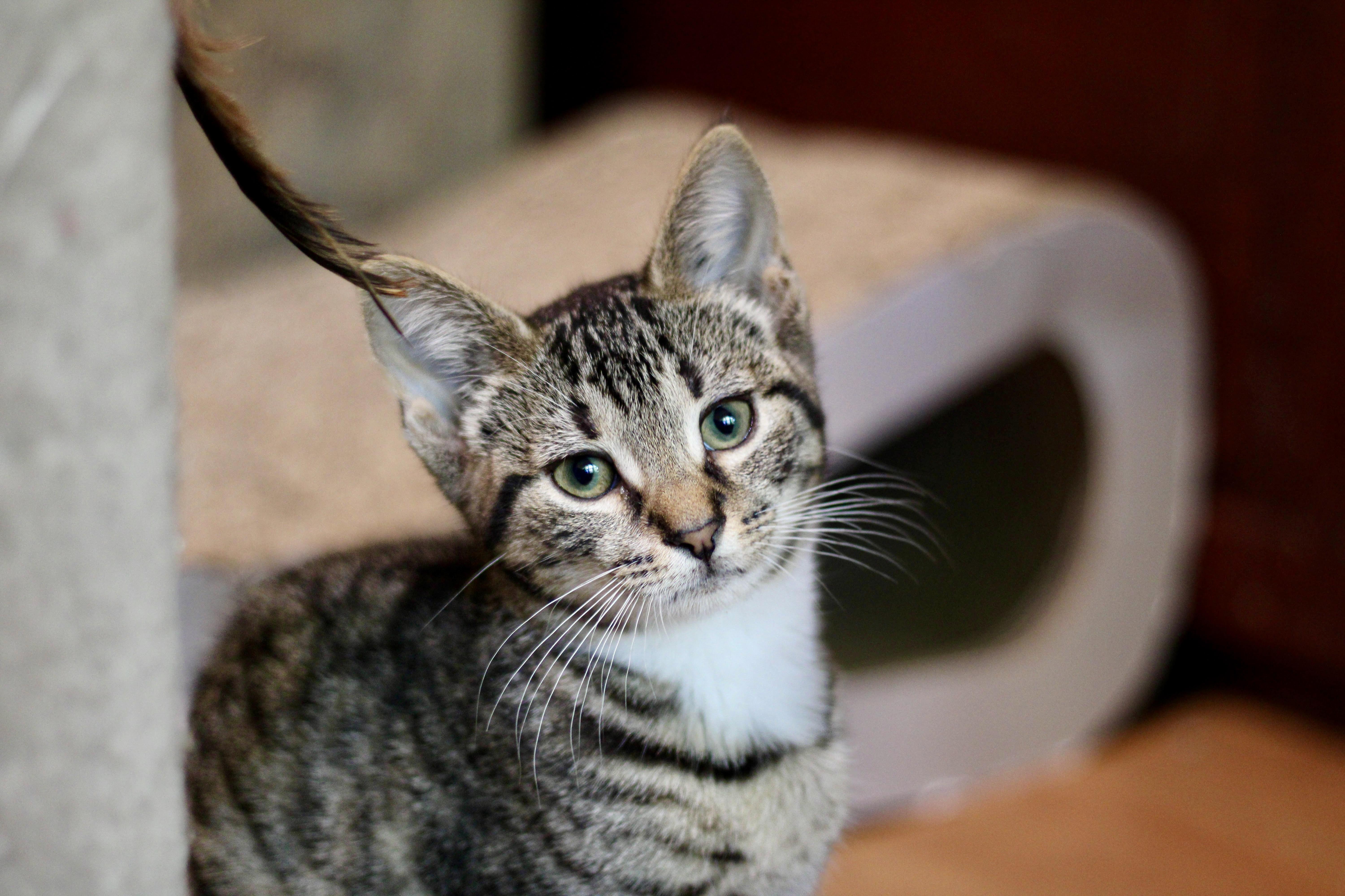 Tierney, a Adopted mixed breed in Liverpool, NY image 3/4